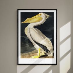 Akustik billede American White Pelican 57x80 cm