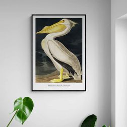 Akustik billede American White Pelican 57x80 cm