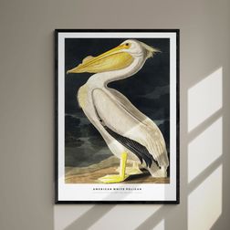 Akustik billede American White Pelican 57x80 cm