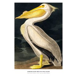 Akustik billede American White Pelican 80x112 cm