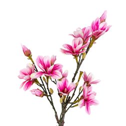 Plante Magnoliatræ 75 cm