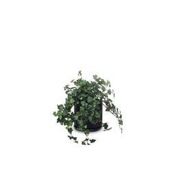 Plante Efeu, inkl. krukke