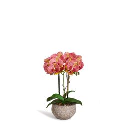 Plante Orkide 42 cm, Rosa/gul
