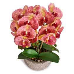 Plante Orkide 42 cm, Rosa/gul