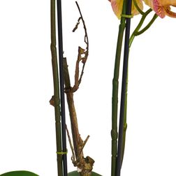 Plante Orkide 42 cm, Rosa/gul