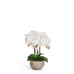 Plante Orkide 42 cm, hvid