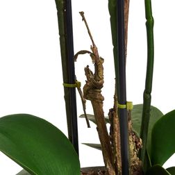 Plante Orkide 42 cm, hvid