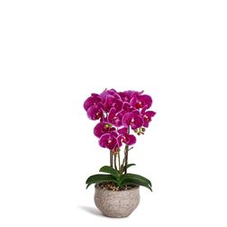 Plante Orkide 42 cm, mørk lilla
