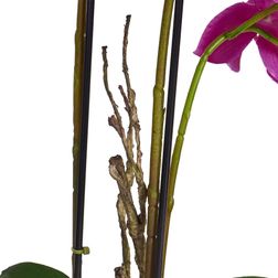 Plante Orkide 42 cm, mørk lilla