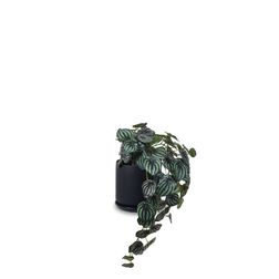 Plante Peperomia, inkl. krukke