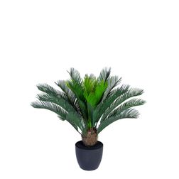 Plante Cycas Palme 70h cm