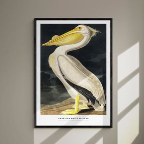 Akustik billede American White Pelican 57x80 cm