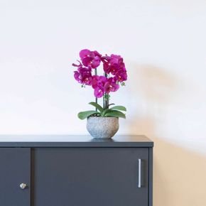 Plante Orkide 42 cm, mørk lilla