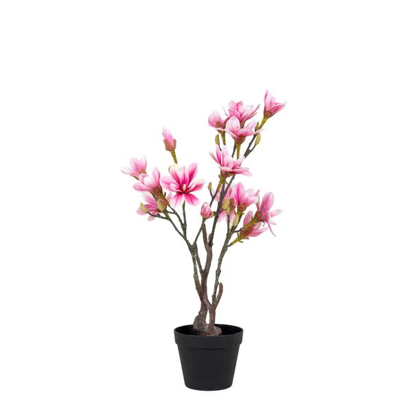 Plante Magnoliatræ 75 cm